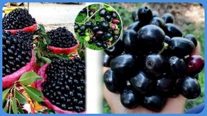 నేరేడు పండ్లతో సైడ్ ఎఫెక్ట్స్: నేరేడు పండ్లు తిన్న తర్వాత వీటిని తింటే ఆరోగ్యానికి హానికరమే..