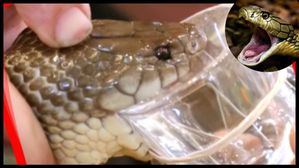 తైపాన్ పాము  ప్రపంచంలో అత్యంత విషపూరితమైన పాము, ఒక కాటుకు 400 కంటే ఎక్కువ మందిని చంపగలదు.