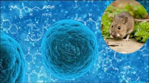 హాంటావైరస్: కరోనా తర్వాత మరో ప్రాణాంతక వ్యాధితో ప్రజల్లో భయం, లక్షణాలు, అది ఎలా సోకుతుంది, నివారణ !