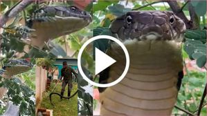 వైరల్  వీడియో: పెరట్లో 12 అడుగుల కింగ్ కోబ్రా.. వీడియో చూస్తే మీకు గూస్‌బంప్స్ పక్కా..ఎక్కడో తెలుసా?