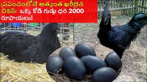 ప్రపంచంలోనే అత్యంత ఖరీదైన చికెన్: చికెన్ ధర రెండు లక్షల రూపాయలు! గుడ్డు ఏకంగా రూ. 2000,ఈచికెన్లో అద్భుత శక్తి 