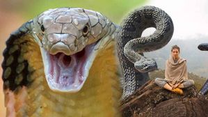 పాములకు వున్న అతీత శక్తులు.. వాటిలో వున్న విషం పై  ఎన్నో మిస్టరీలు..మీకు తెలుసా..?