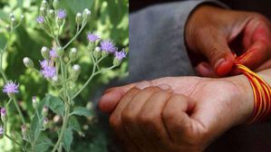 ఈ పరిహారం పాటిస్తే.. మీరు పట్టిందల్లా బంగారమే..! సమస్యలన్నీ తొలగిపోతాయ్..!