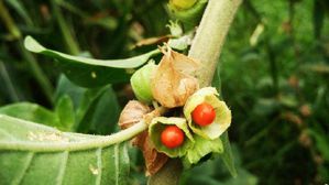 అశ్వగంధతో ప్రయోజనాలు తెలిసి విదేశీ పరిశోధకులు షాక్..!!