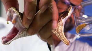 పాము విషం మందుల తయారీలోనే కాదు.. ఇలా కూడా ఉపయోగిస్తారు..!!