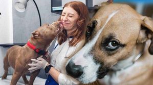 మన బాధలను కుక్కలు పసిగడతాయ్.. అవి కూడా బాధపడతాయట.. పరిశోధనల్లో వెల్లడి..!!