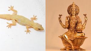 దీపావళి రోజు ఇంట్లో బల్లి కనిపిస్తే వెంటనే ఇలా చేయండి.. ఎందుకంటే?