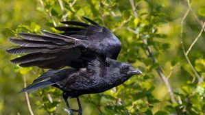 కాకులు కనిపిస్తే ఈ పని చేయకండి.. చేస్తే 17 సంవత్సరాలు మీరు ఇక అంతే!