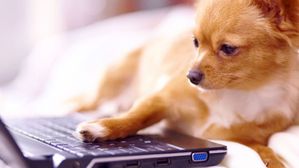 మనిషి తర్వాత అత్యంత తెలివైన జంతువు ఏదో తెలుసా?