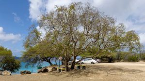 ఈ చెట్టు కింద నిలబడితే చనిపోతారు.. మీ ఇంటి దగ్గరలో కూడా ఈ చెట్టు ఉందా?