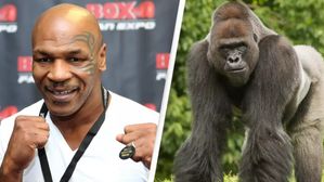 గొరిల్లాతో ఫైట్‌కు సిద్ధపడిన మైక్ టైసన్.. చివరికి ఏమయ్యిందో తెలుసా?