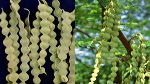 అంతరించిపోతున్న ఈ చెట్టు కాయలు కనిపిస్తే తెచ్చి ఇంట్లో పెట్టుకోండి.. బంగారం కన్నా విలువైనది.. ఉపయోగాలు తెలిస్త