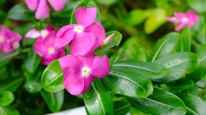 రోడ్ల వెంట ఉండే ఈ చెట్టు పూలు కనిపిస్తే వెంటనే తెచ్చి ఇంట్లో పెట్టుకోండి.. ఎందుకంటే?