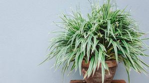 మీ ఇంట్లో ఈ మొక్కలు ఉంటే.. మీకు ఎలాంటి రోగాలు రావు! ఎక్కడ దొరుకుతాయంటే?