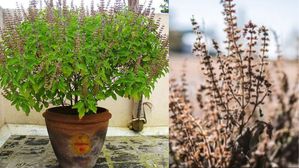 ఇంట్లో తులసి మొక్క తరచూ ఎండిపోతుందా? ఇది ఖచ్చితంగా దానికి సంకేతమే