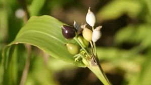 ఇంట్లో ఈ ఒక్క మొక్క ఉంటే చాలు.. ఇక మిమ్మల్ని ప్రపంచంలో ఎవరూ ఆపలేరు!.. రోగాలు అన్ని మాయం!