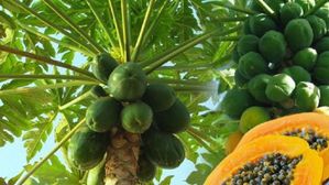 Vastu: మీ ఇంటి ముందు బొప్పాయి చెట్టు ఉందా? ఈ విషయం తెలియకపోతే ప్రమాదమే