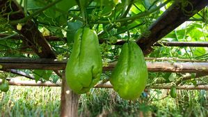 Seema vankaya: సీమ వంకాయ తింటే.. 100 మంది బలం మీ సొంతం! ఎక్కడ కొనుక్కోవాలంటే?