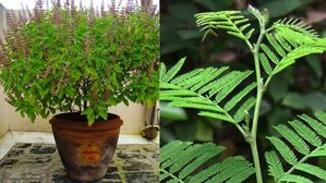 New Year 2025: కొత్త సంవత్సరంలో ఈ మొక్కలు ఇంట్లో నాటితే డబ్బే డబ్బు!