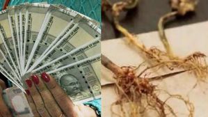 Vastu: ఈ మొక్క వేరుకి డబ్బుని ఆకర్షించే శక్తి..అక్కడ ఉంచితే ఎప్పటికీ డబ్బు కొరత ఉండదు!