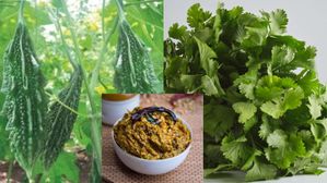 కాకరకాయ కొత్తిమీర కారం..ముద్ద ముద్దలో స్వర్గం కనబడతది,ఇలా చేసుకోవాలి