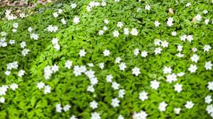 ఈ మొక్క తింటే మీకు రోబోలలాంటి సూపర్ పవర్ వస్తాయి.. ఒక్కసారి చూస్తే ఏదీ మర్చిపోరు!