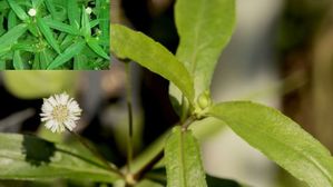 రోడ్డు పక్కన ఈ ఆకు కనబడితే వదలొద్దు..ఆరోగ్యానికి అద్భుతమైన నిధి,జుట్టు సమస్యలకు దివ్యౌషధం