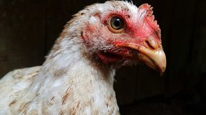 Bird Flu: బర్డ్ ఫ్లూ సోకకుండా చికెన్ ఎలా తినాలో తెలుసా? వండేటప్పుడు ఈ టిప్స్ ఇంపార్టెంట్