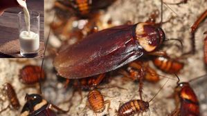 బోద్దింక పాలతో బోలెడు ప్రయోజనాలు ఉన్నాయా? గేదె, ఆవు,తల్లి పాల కన్నా 3 రెట్లు ఎక్కువ..