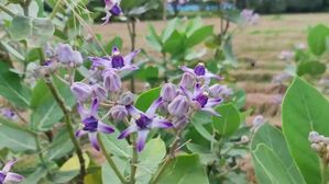 ఈ చెట్టు ఆకులు కాళ్ళ కింద పెట్టుకొని నడిస్తే.. శృంగార సామర్థ్యం పెరుగుతుంది, తమ్ముడు నాట్యమాటాడతాడు