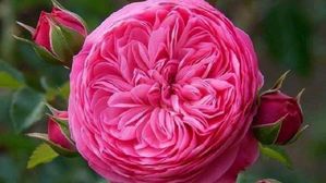 ఒక్క గులాబీ పువ్వు ధర రూ.90కోట్లు.. దీని ప్రత్యేకతలు తెలిస్తే షాక్ అవ్వాల్సిందే!