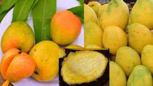 మామిడి టెంకే కదా అని పారేస్తున్నారా? అతిపెద్ద రోగానికి ఇదే మందు