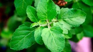 ఇంట్లో దొరికే ఈ మొక్క ఆకులు ముఖానికి రాసుకుంటే, అందంగా తయారవుతారు! మీకు మీరే సాటి