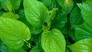 భోజనం తరువాత ఈ ఆకులు తింటే ఇన్ని ప్రయోజనాలా?.. శృంగారంలో అలుపు లేకుండా, దబిడి దిబిడే!