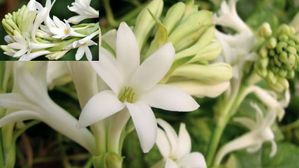 ఈ తెల్లపువ్వు రాత్రికి రాణి,ఆరోగ్యానికి మహారాణి..చర్మ సౌందర్యానికి దివ్యౌషధం