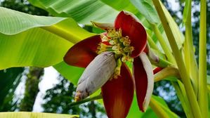 షుగర్ ఉన్న వారికి ఈ పువ్వు సంజీవని లాంటిది.. ఒక్కటి తింటే, చిటికెలో షుగర్ మటుమాయం!