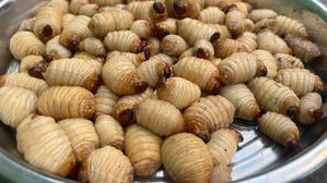 అరకు స్పెషల్ బొడ్డెంగి పురుగుల కూర, దీని ముందు మటన్ కూడా వేస్ట్.. ఎలా చేసుకోవాలంటే?