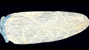 ప్రపంచంలోనే అత్యంత ఖరీదైన కండోమ్ ఇదే.. దీని ధరతో ఒక ఫ్యామిలీనే బతికేయొచ్చు!