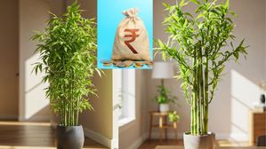 వాస్తు రహస్యం..ఇంట్లోని ఈ మొక్క ఉంచితే మీ జాతకమే మారిపోతుంది, డబ్బు పేరుకుపోతుంది!