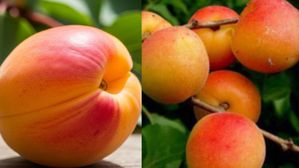 హిమాలయాల్లో పండే ఈ పండు తింటే..గుండెకు బలం, ఎముకలకు పటుత్వం