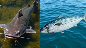 ఈ 3 చేపలు ఫ్రీగా ఇచ్చినా తినకండి.. పొరపాటున తింటే భయంకరమైన వ్యాధులు!