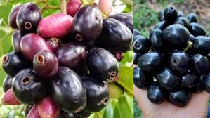 Jamun Health Benefits: దేవుడు వచ్చిన వరమే ఈ పండు..ఆ ప్రాబ్లమ్ ఉన్నోళ్లకి ఇది దివ్యౌషధం..