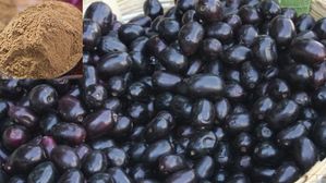 నేరేడు గింజలు పడేస్తున్నారా?..ఇలా చేస్తే షుగర్ కి చెక్,బరువు తగ్గడంతో పాటు బోలెడు ప్రయోజనాలు