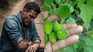 పాము కాటుకి సంజీవని లాంటి మొక్క ఇది..రసం పూస్తే 5 నిమిషాల్లో విషం విరుగుడు!