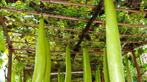 కొలెస్ట్రాల్ సమస్యకు దివ్యౌషదం..ఈ కూరగాయ తింటే చెరకు రసం పిండినట్లుగా కొలెస్ట్రాల్ ను పిండేస్తది