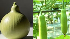 గుండ్రటి సొరకాయ Vs పొడవాటి సొరకాయ..మీకెవ్వరికీ తెలియని నిజం ఇదే