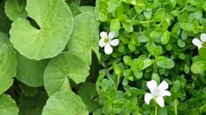 ఈ మొక్క కలియుగ సంజీవని..మెదడును సూపర్ ఫాస్ట్ గా చేస్తుంది,జుట్టు రాలడం ఆపేస్తుంది,నిద్రలేమికి దివ్యౌషధం