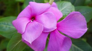 రోడ్డు పక్కన కనబడే ఈ పువ్వు సాధారణమైనది కాదు..బీపీ, షుగర్,క్యాన్సర్,గుండె జబ్బులకి చెక్ పెట్టే సంజీవని!