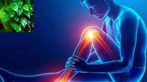 యూరిక్ యాసిడ్ సమస్యకు ఈ ఆకు అసలైన సంజీవని