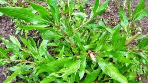 రోడ్ల పక్కన కనబడే ఈ ఆకు తింటే ఒంట్లొ రక్తం పెరుగుతుంది,లివర్ క్లీన్ అవుతుంది!